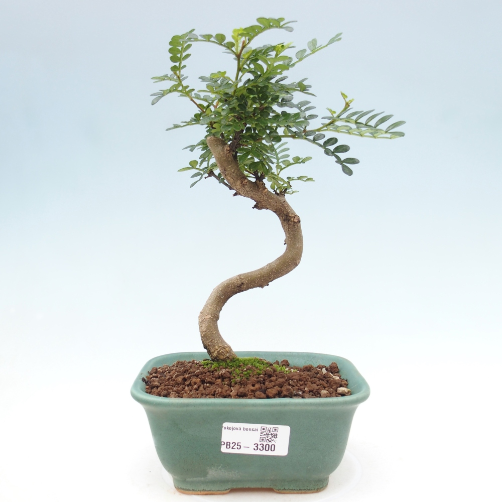 Bonsai do wnętrz - Zantoxylum piperitum - Mięta pieprzowa