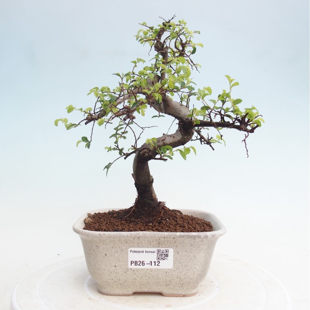 Pokój bonsai - Ulmus parvifolia - Wiąz drobnolistny