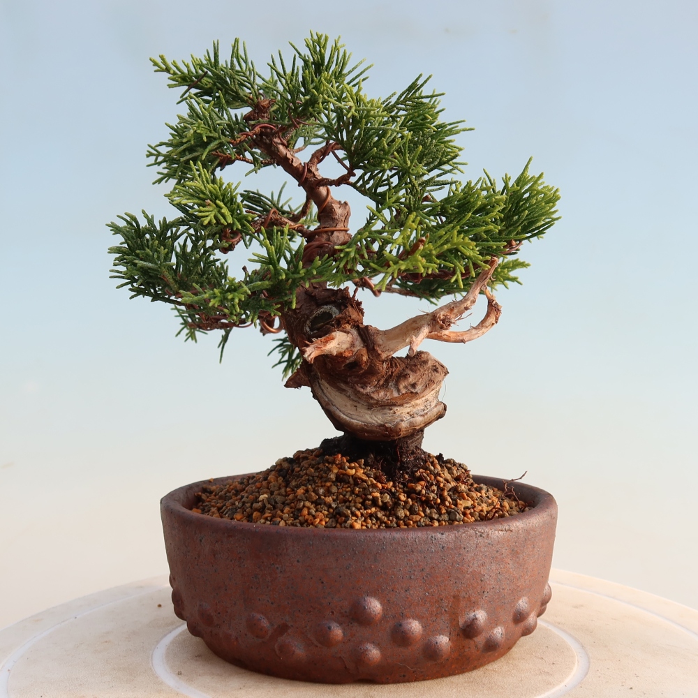 Outdoor bonsai - Juniperus chinensis Itoigawa - Jałowiec chiński