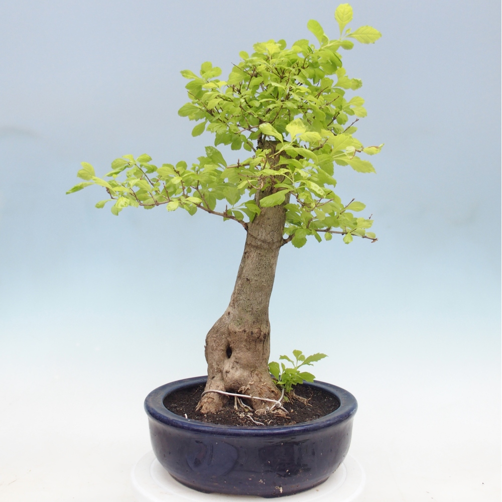 Bonsai pokojowe - Duranta erecta Aurea