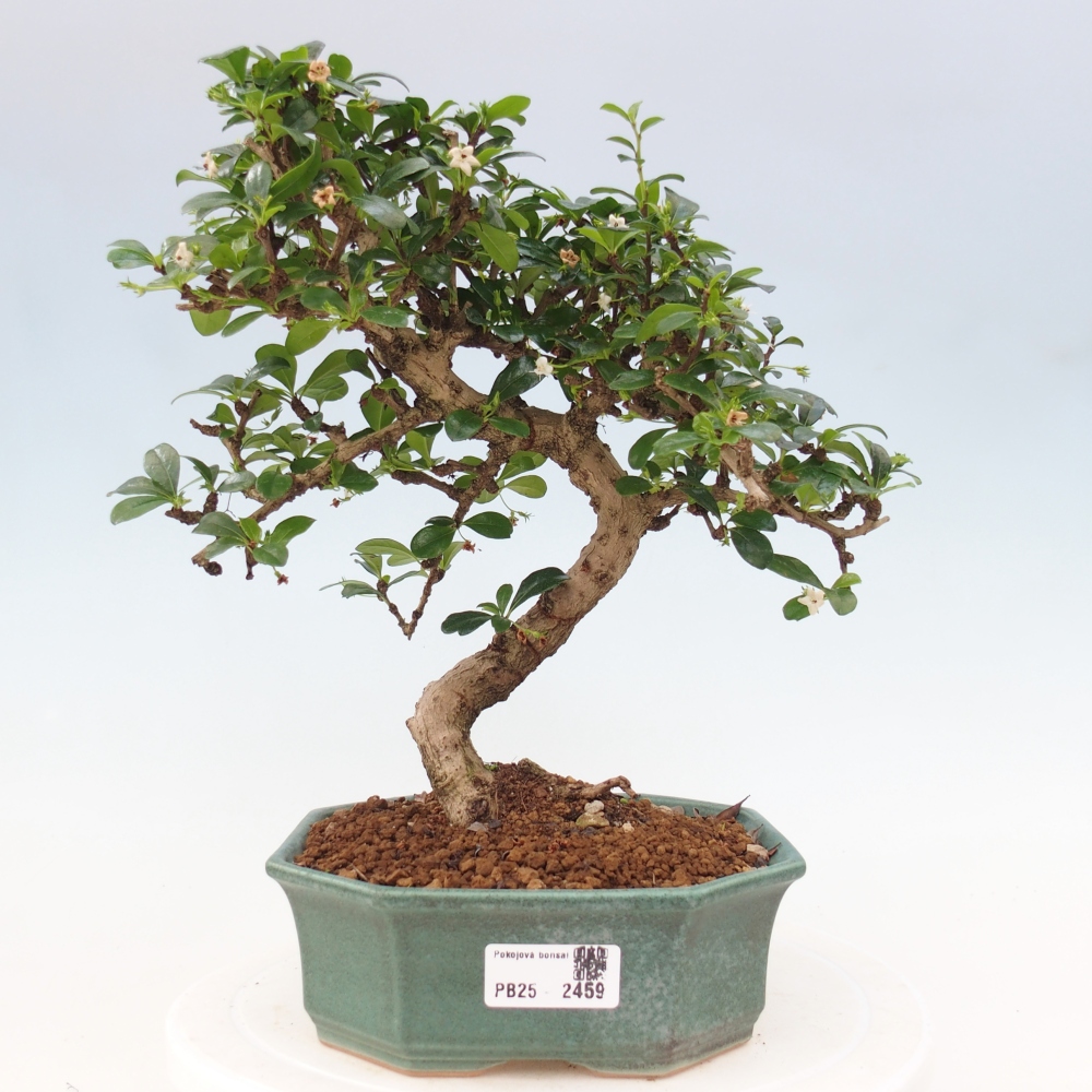 Pokój bonsai - Carmona macrophylla - Tea fuki