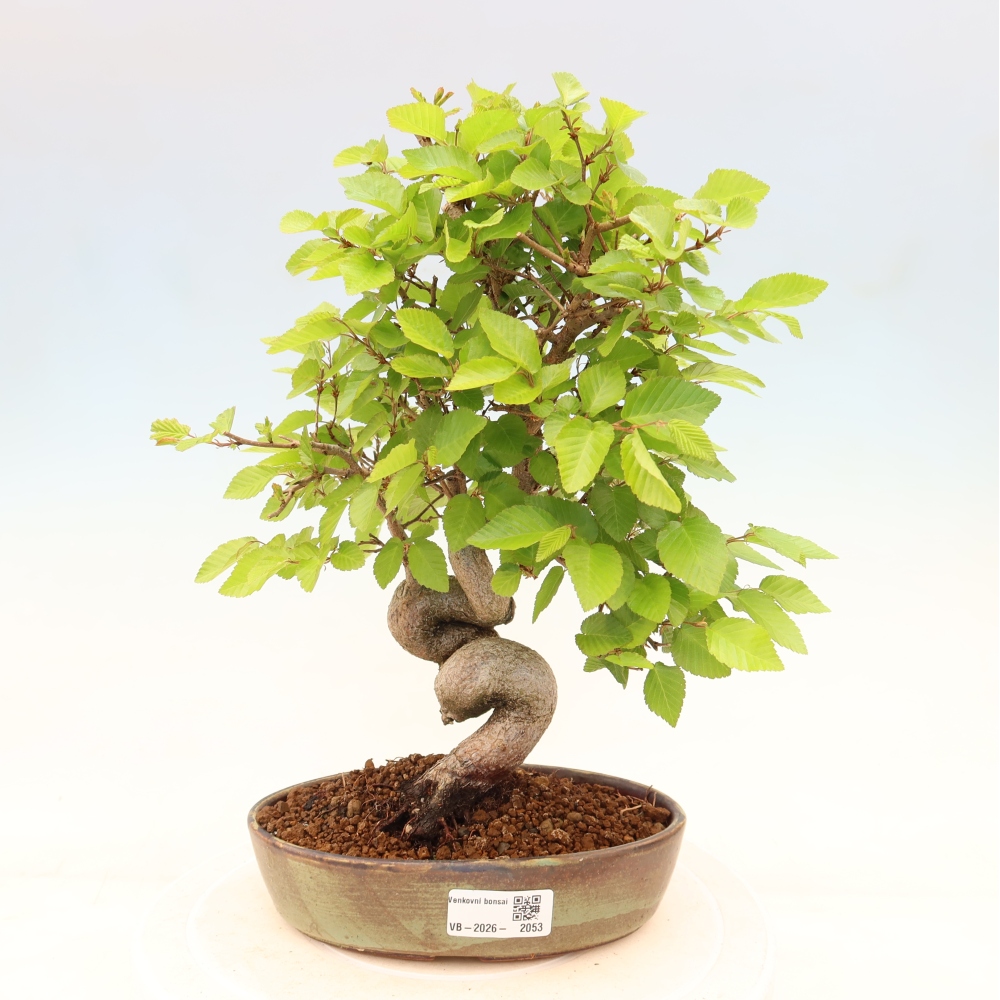 Outdoor bonsai - Carpinus coreana - grab koreański