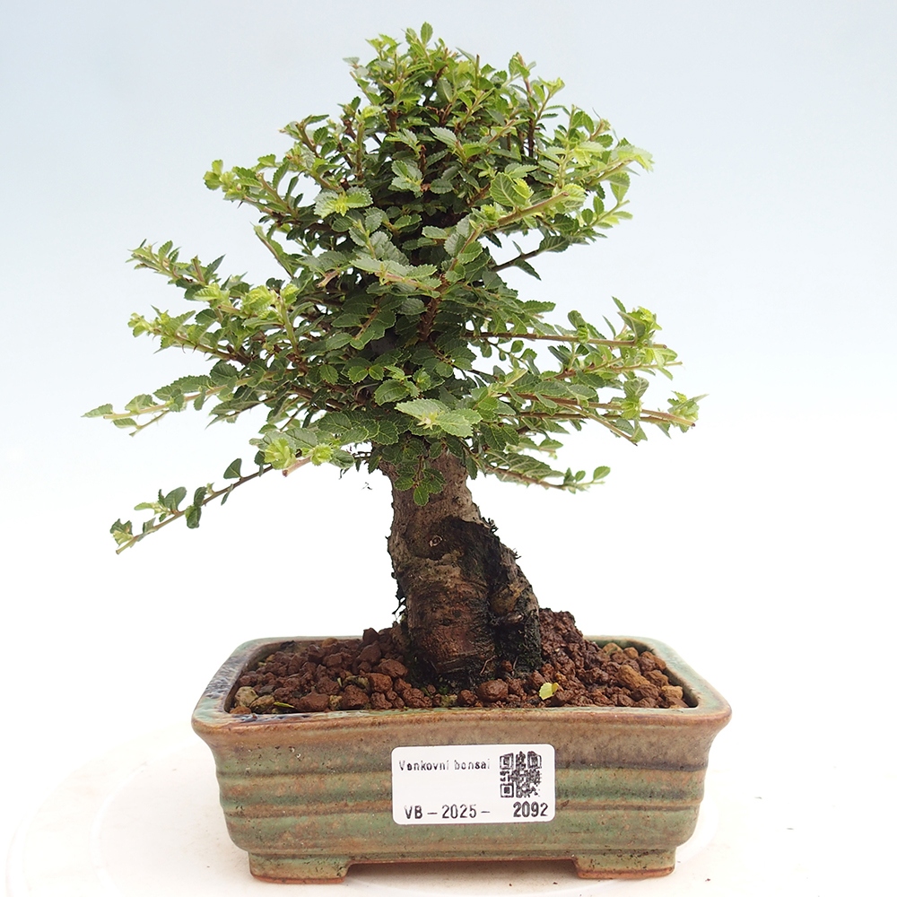 Bonsai zewnętrzne - Ulmus parvifolia Hokkaido - wiąz chiński