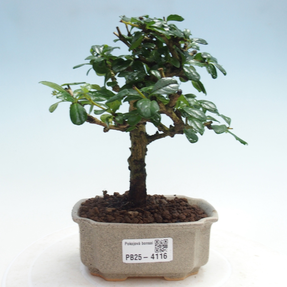 Bonsai pokojowe - Carmona macrophylla - Tea fuki