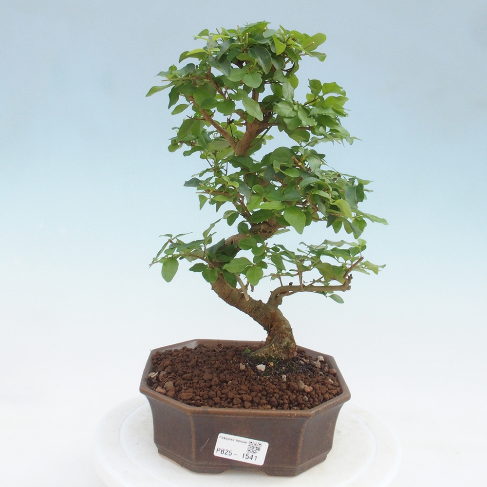 Indoor bonsai -Ligustrum chinensis - dziób ptaka