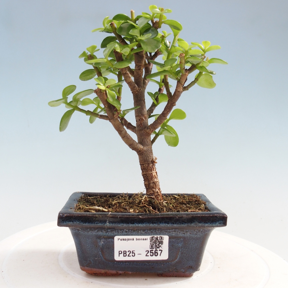 Kryty bonsai - Portulakaria Afra - Tlustice