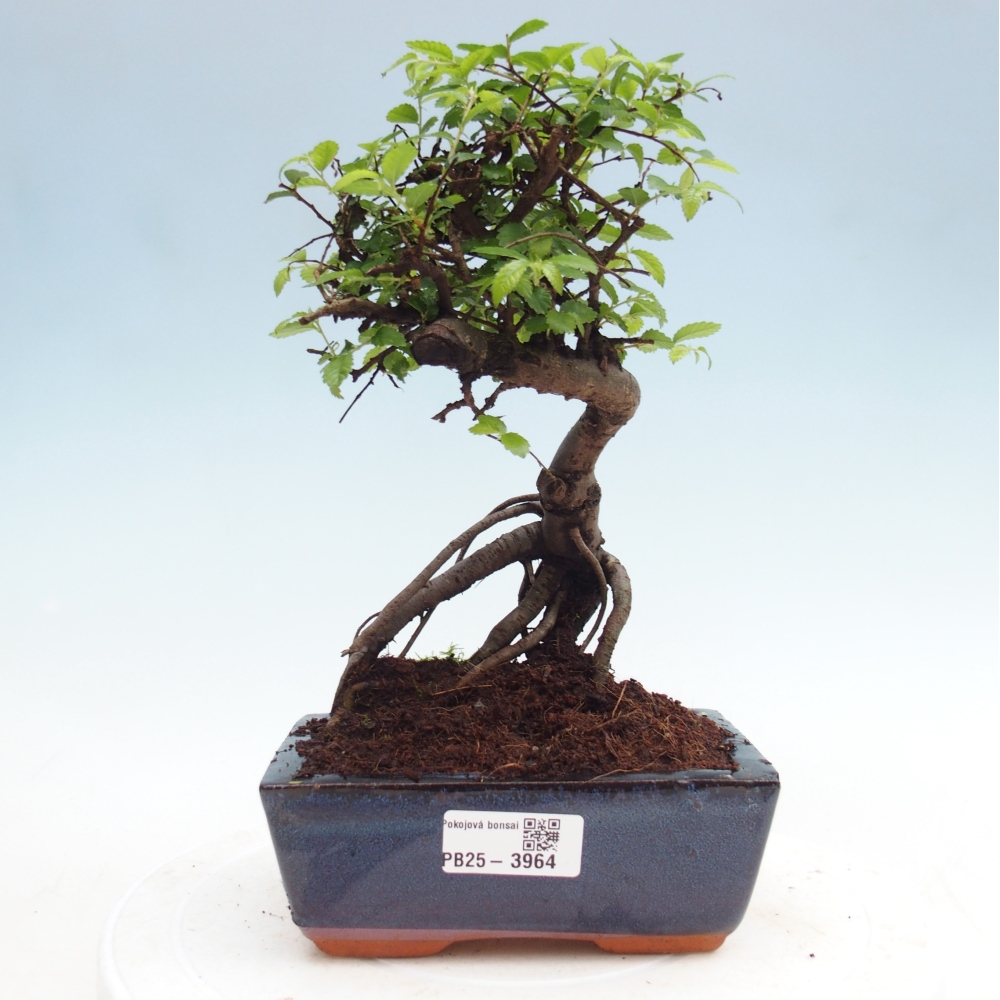 Pokój bonsai - Ulmus parvifolia - Wiąz drobnolistny