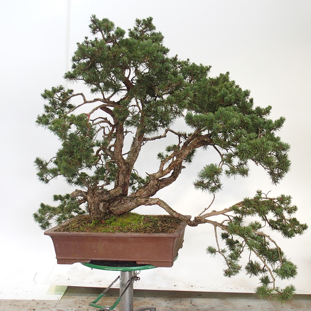 Yamadori - Pinus sylvestris Hiszpania