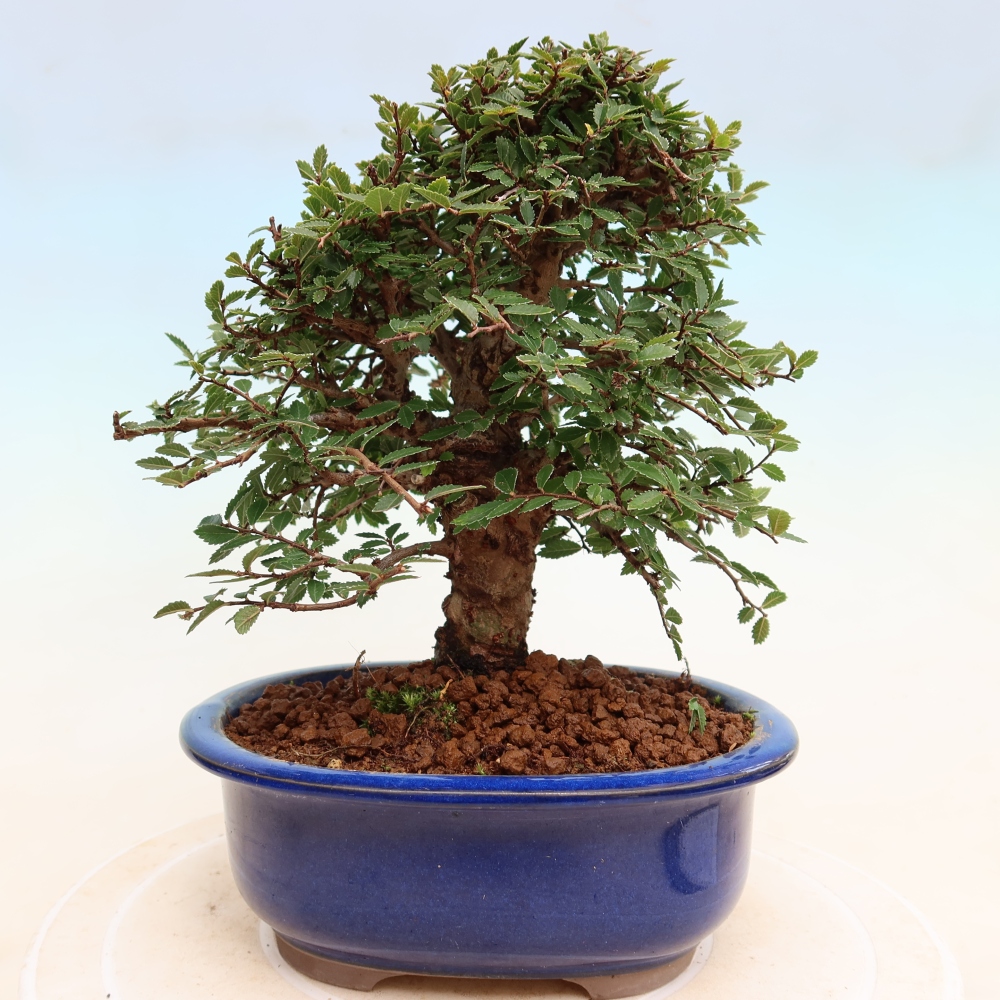 Bonsai zewnętrzne - Zelkova - Zelkova NIRE
