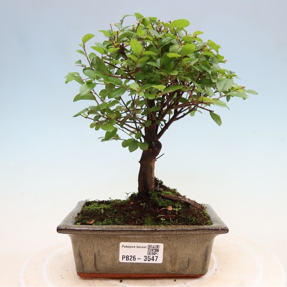 Bonsai pokojowe - Sageretia thea - Sageretia thea