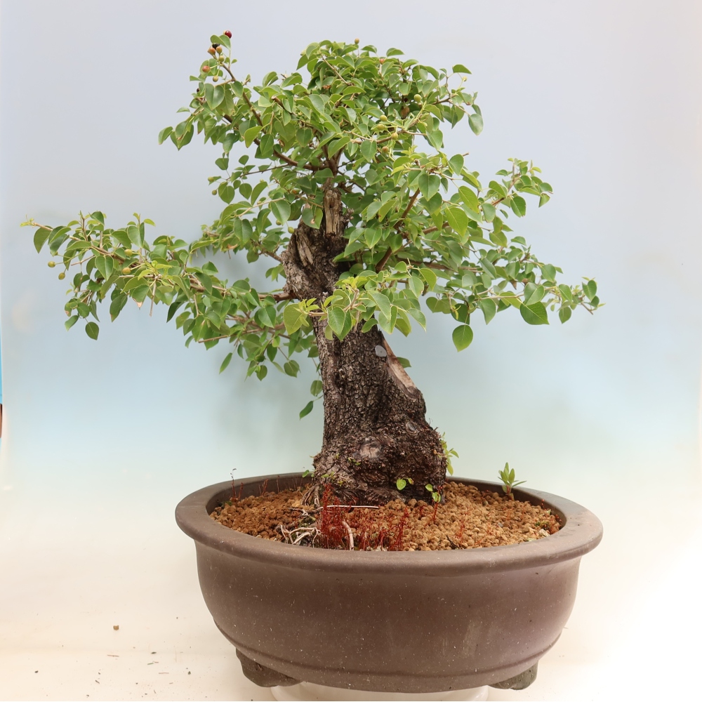 Bonsai ogrodowe – Mahalebka – Prunus mahaleb