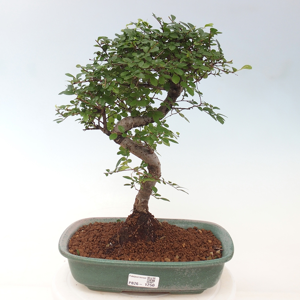 Pokój bonsai - Ulmus parvifolia - Wiąz drobnolistny