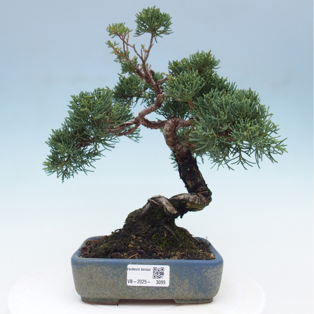 Outdoor bonsai - Juniperus chinensis Kishu - chiński jałowiec