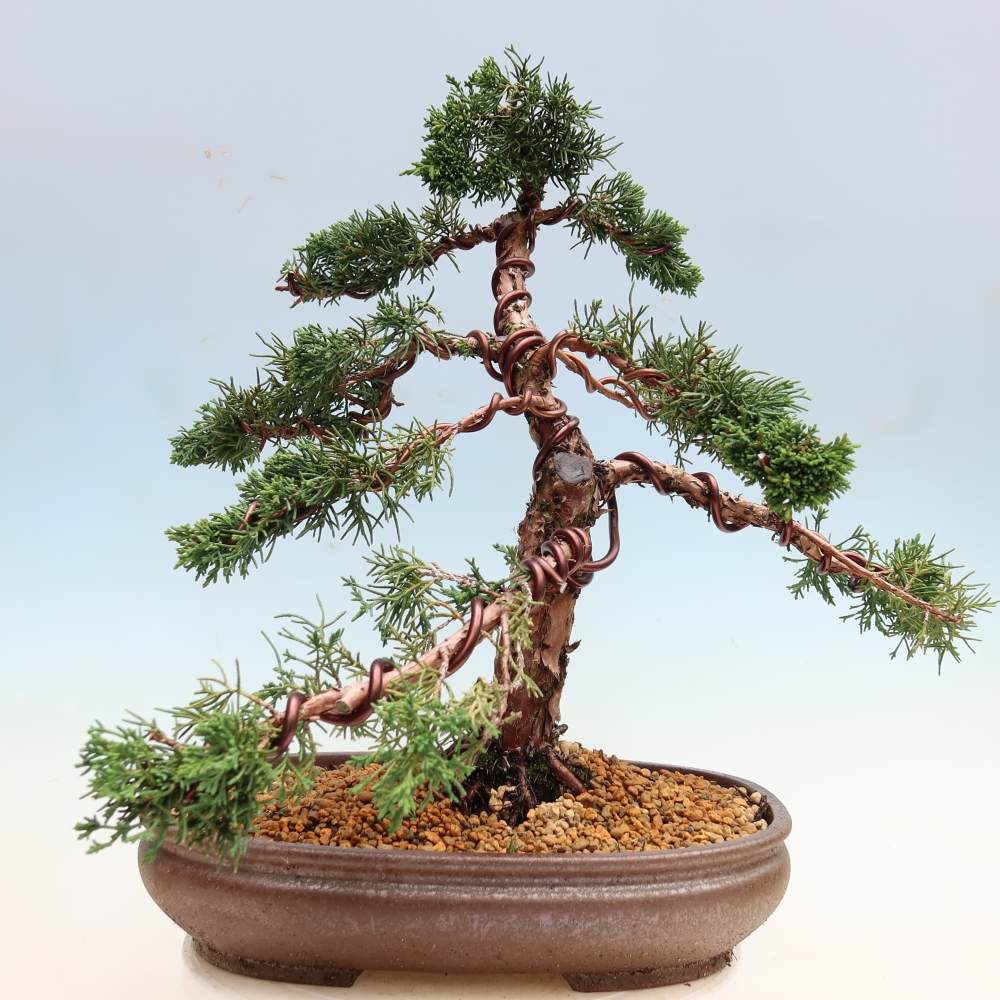 Outdoor bonsai - Juniperus chinensis Kishu