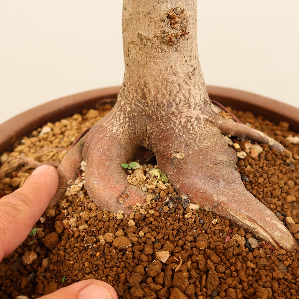 Outdoor bonsai - Klon palmowy - Palmy
