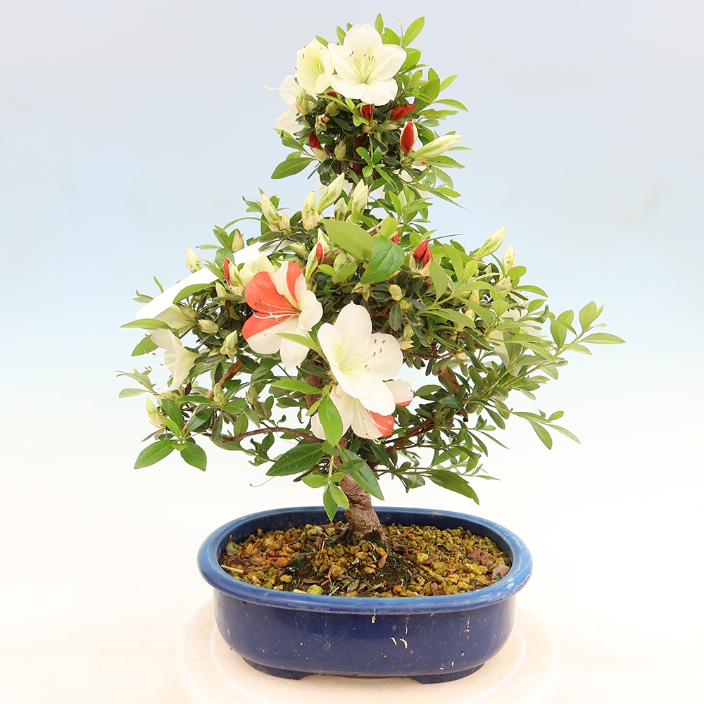 Bonsai zewnętrzne - Azalia japońska - Azalia Asahi-no-izumi