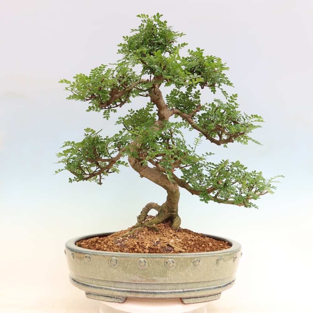 Pokój bonsai - Zantoxylum piperitum - drzewo pieprzowe