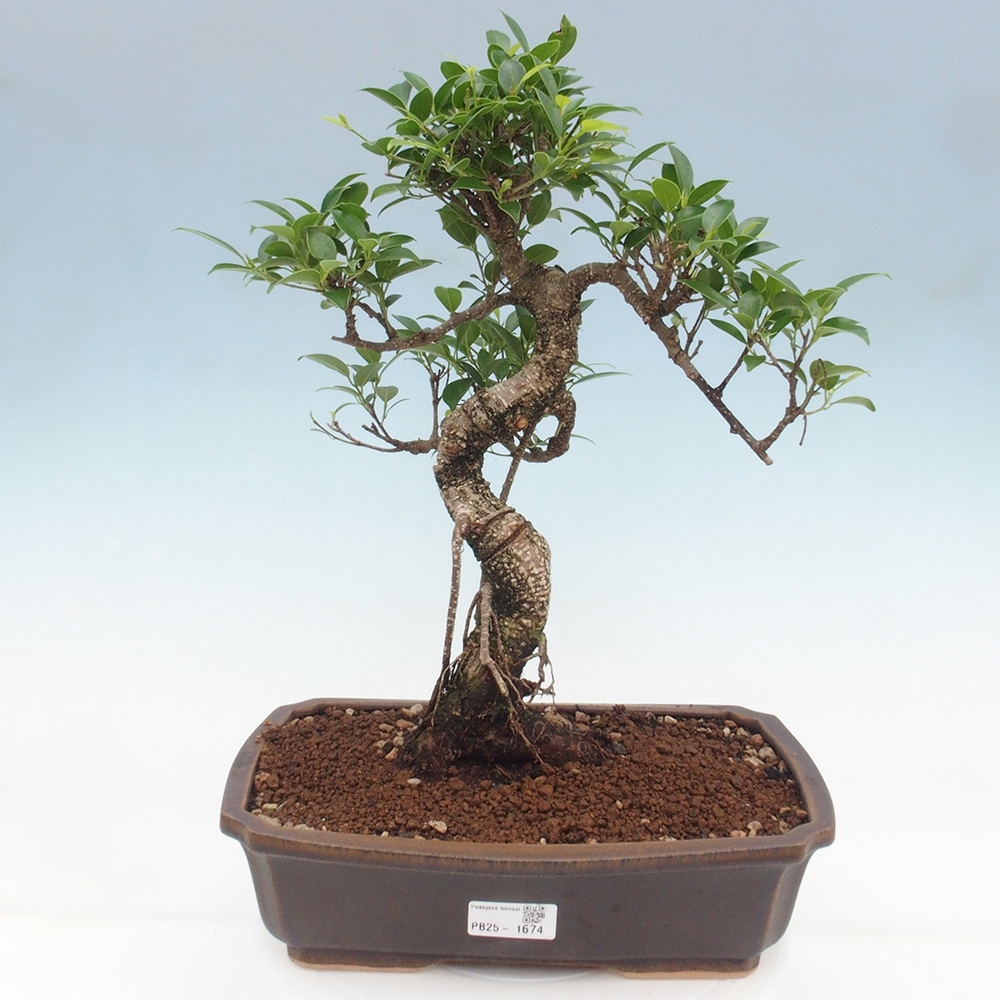 Kryty bonsai - Ficus kimmen - figowiec drobnolistny