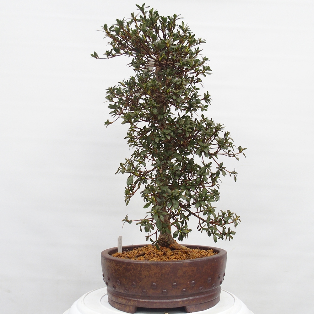 Bonsai zewnętrzne - Azalia japońska - Azalia Akari