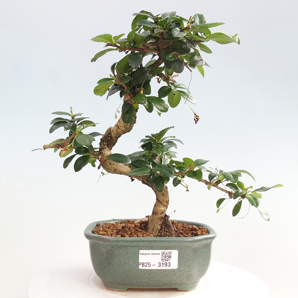 Bonsai wewnętrzne - Carmona makrophylla - Herbata Fuki