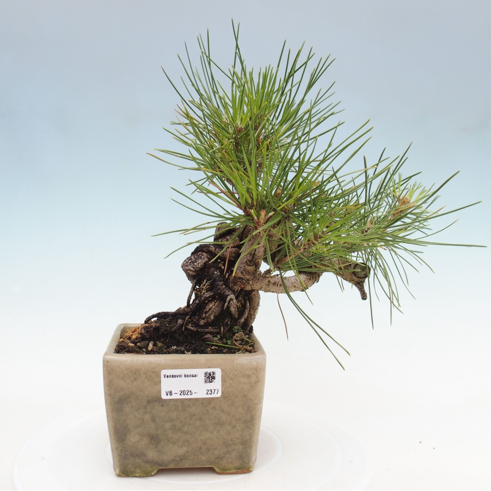 Bonsai ogrodowe - Pinus thunbergii - Sosna Thunbergia