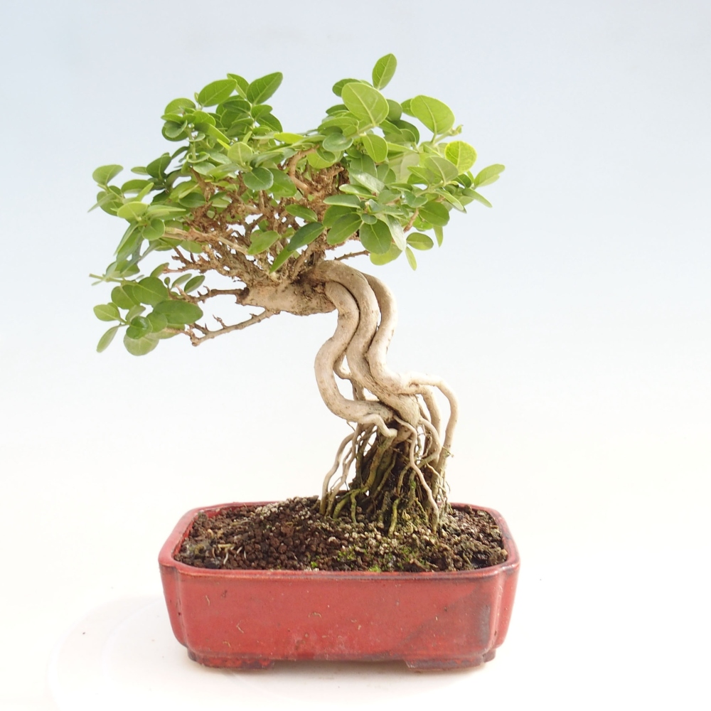 Bonsai wewnętrzne - Premna serratifolia - Kozlovon drobnolistny