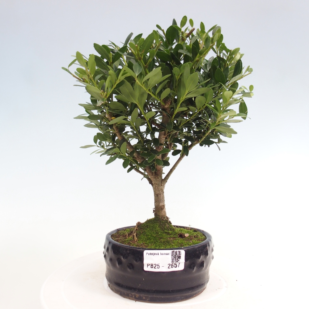 Kryty bonsai - Ilex crenata - Holly