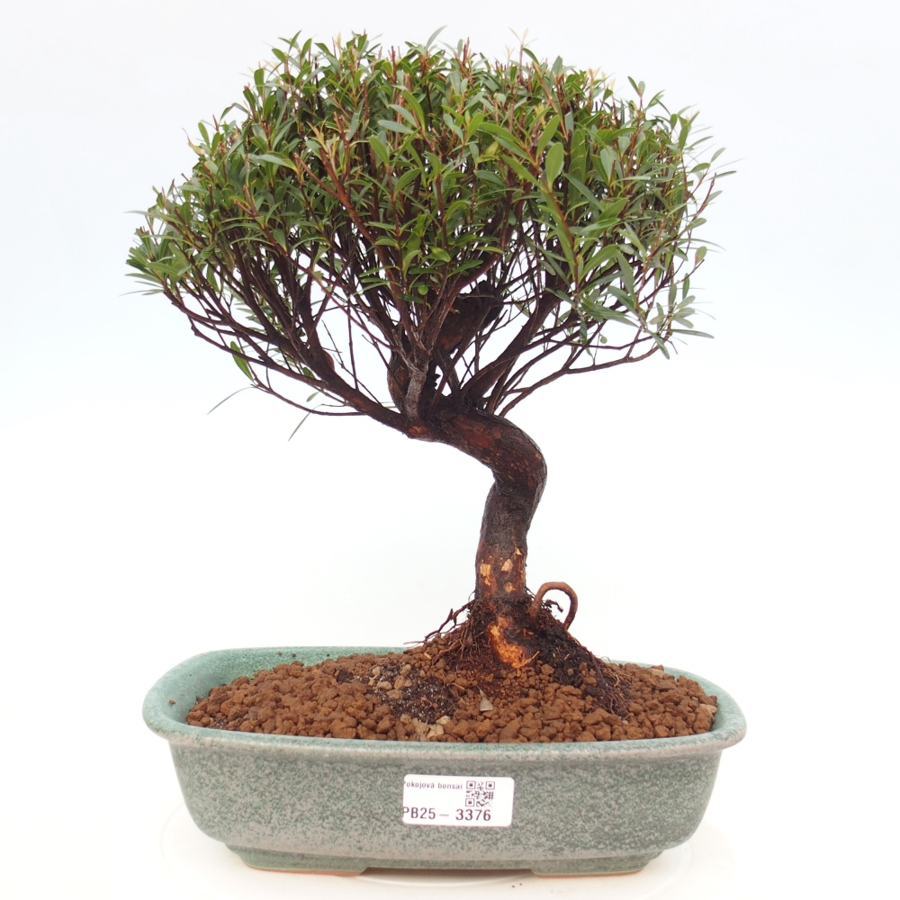 Pokój bonsai - Syzygium - Pimento