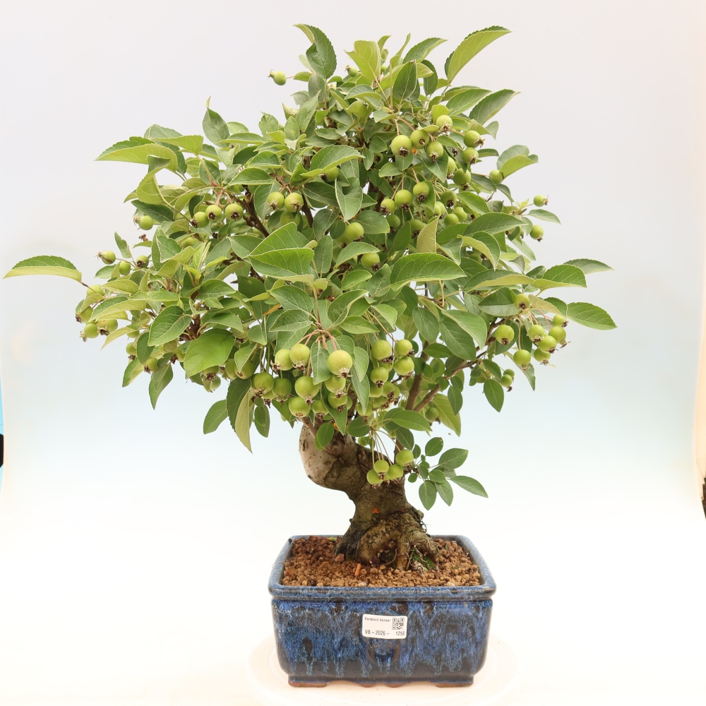 Outdoor bonsai - Malus halliana - Jabłoń drobnoowocowa