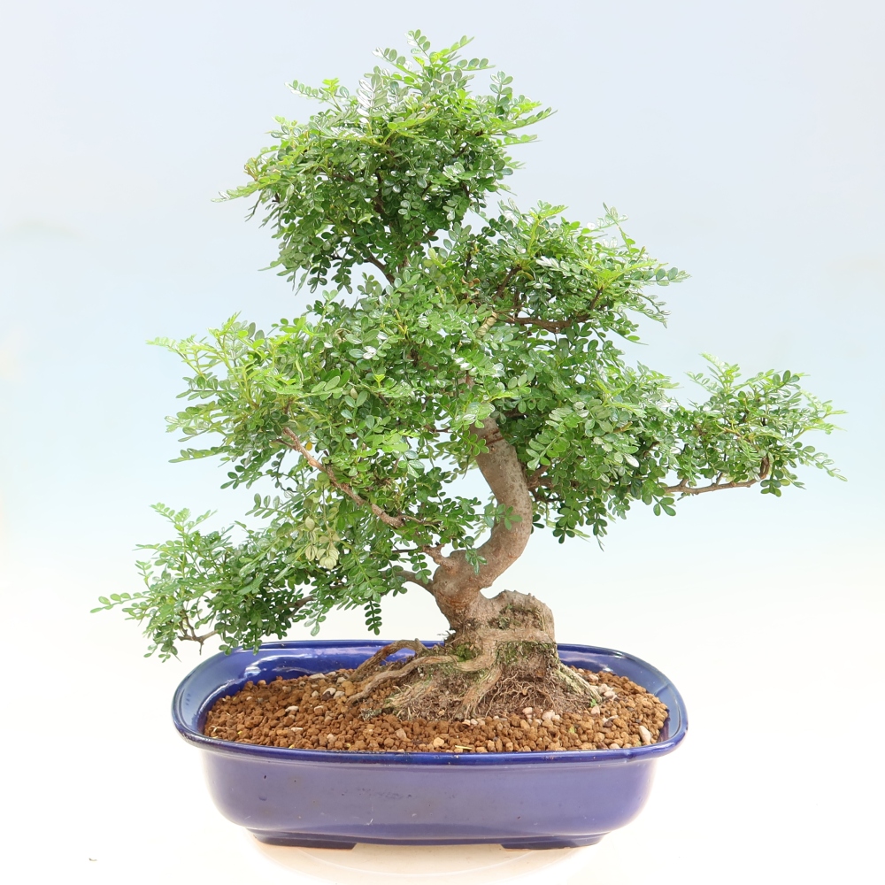 Pokój bonsai - Zantoxylum piperitum - drzewo pieprzowe