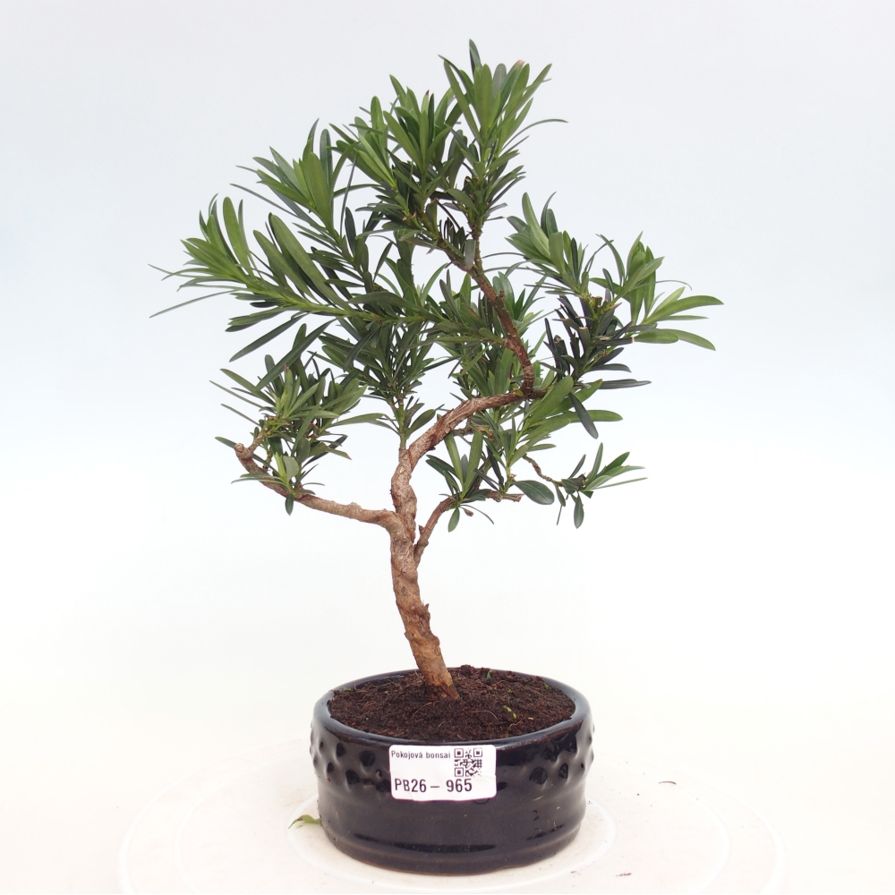 Pokój bonsai - Podocarpus - Kamienny cis