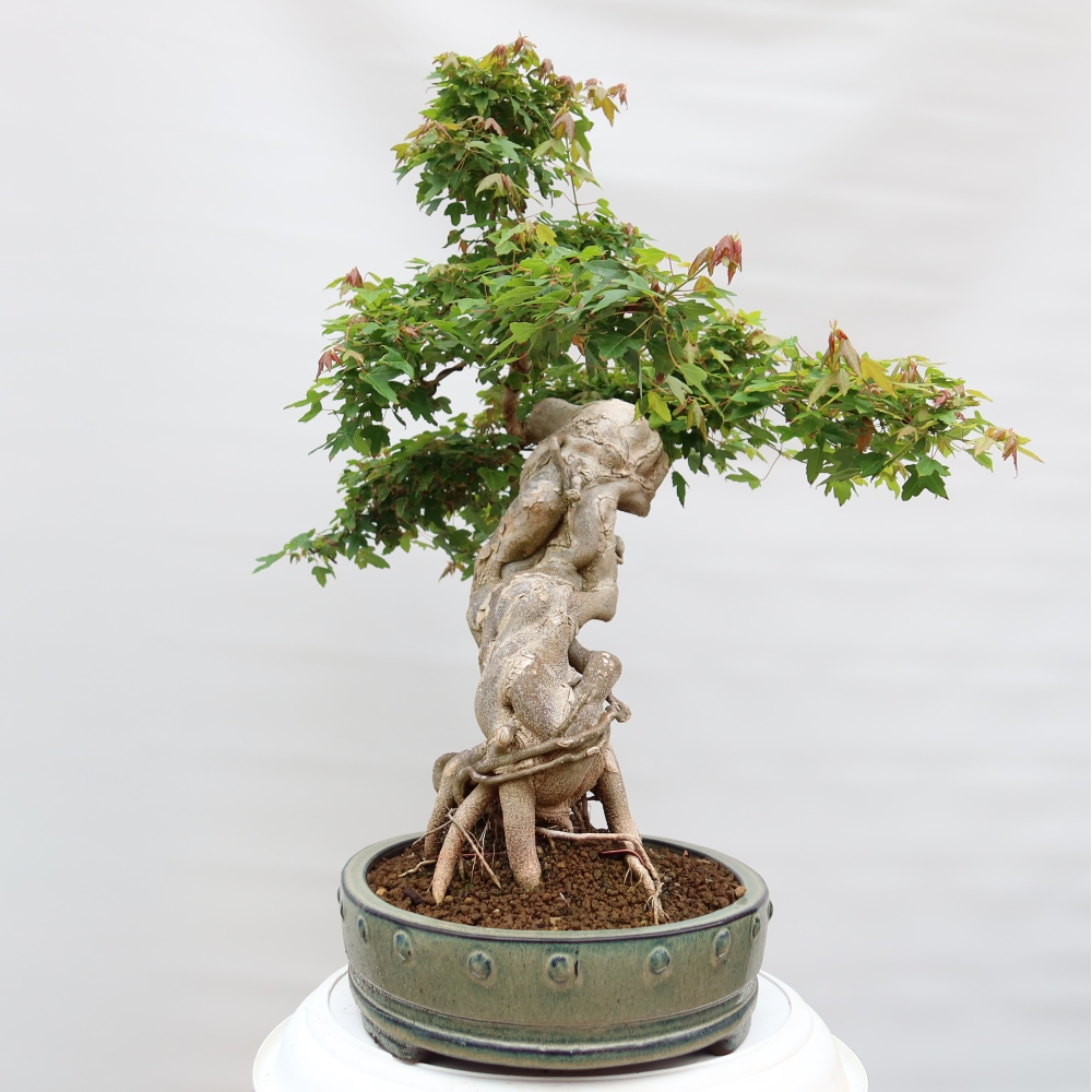 Outdoor bonsai - Klon burgeryjski - Acer burgerianum