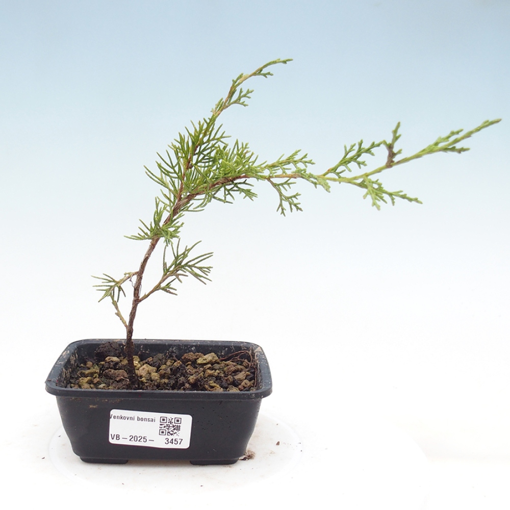 Outdoor bonsai - Juniperus chinensis Itoigawa - Jałowiec chiński