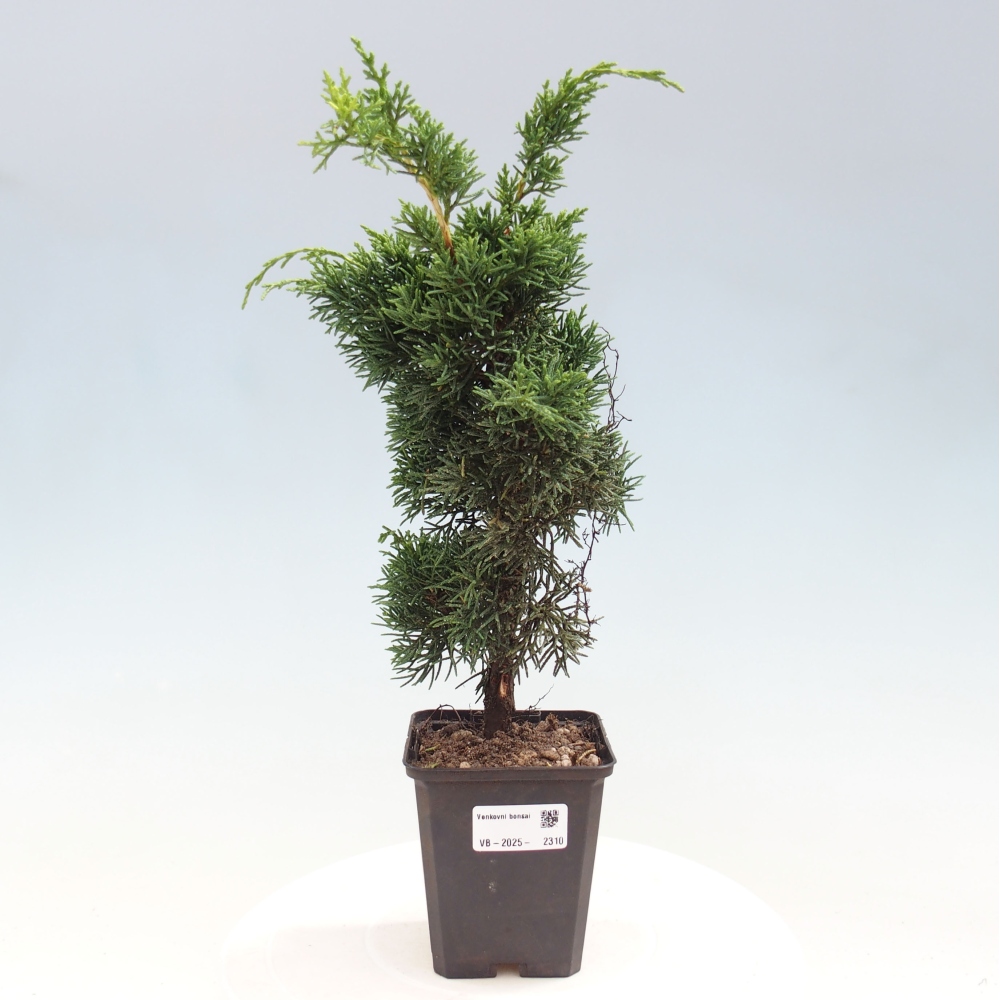 Outdoor bonsai - Juniperus chinensis Kishu - chiński jałowiec