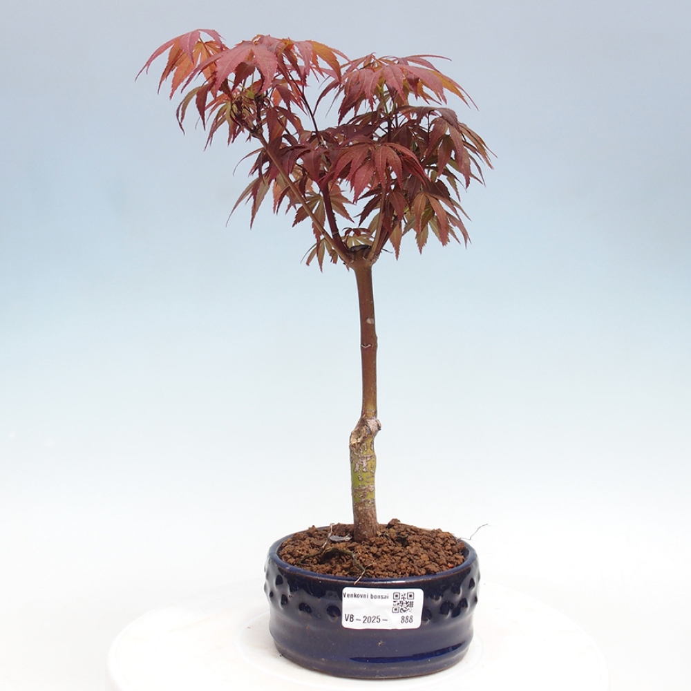 Bonsai zewnętrzne - palma Acer. Klon Atropurpureum-Palmleaf