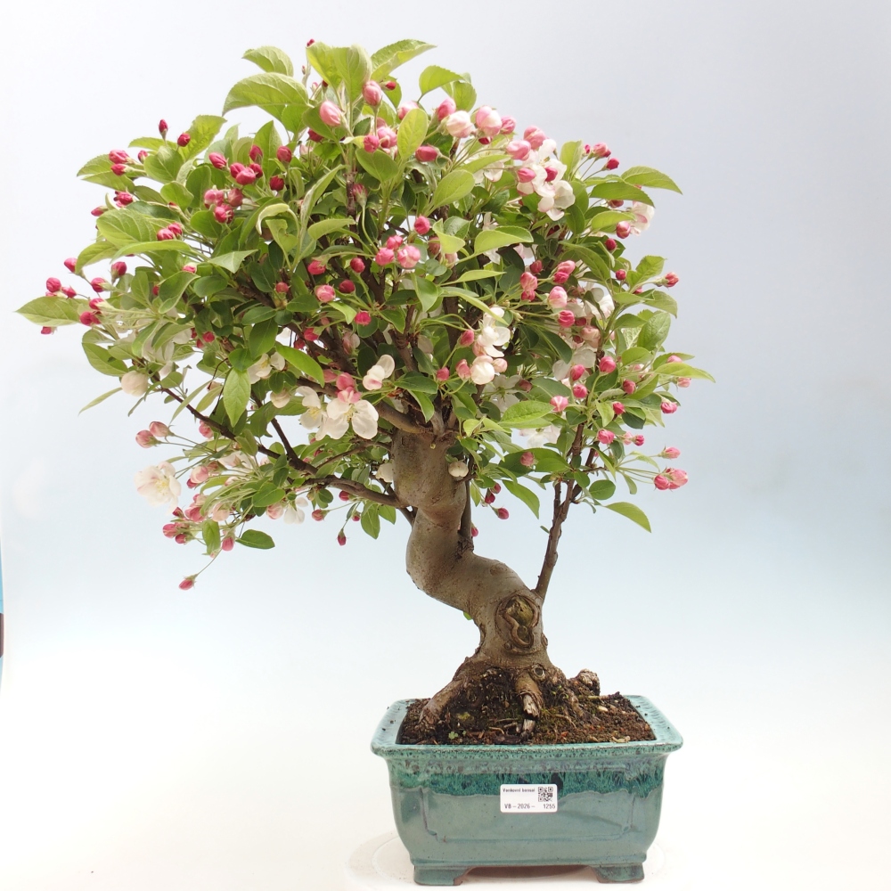 Outdoor bonsai - Malus halliana - Jabłoń drobnoowocowa