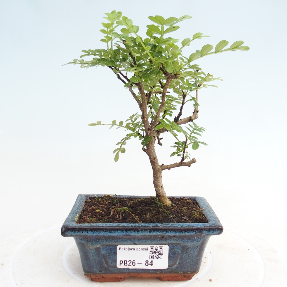 Pokój bonsai - Zantoxylum piperitum - drzewo pieprzowe