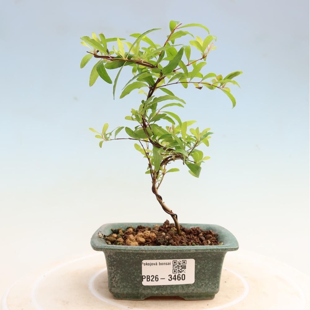 Pokój bonsai - PUNICA granatum nana - jabłko granatu