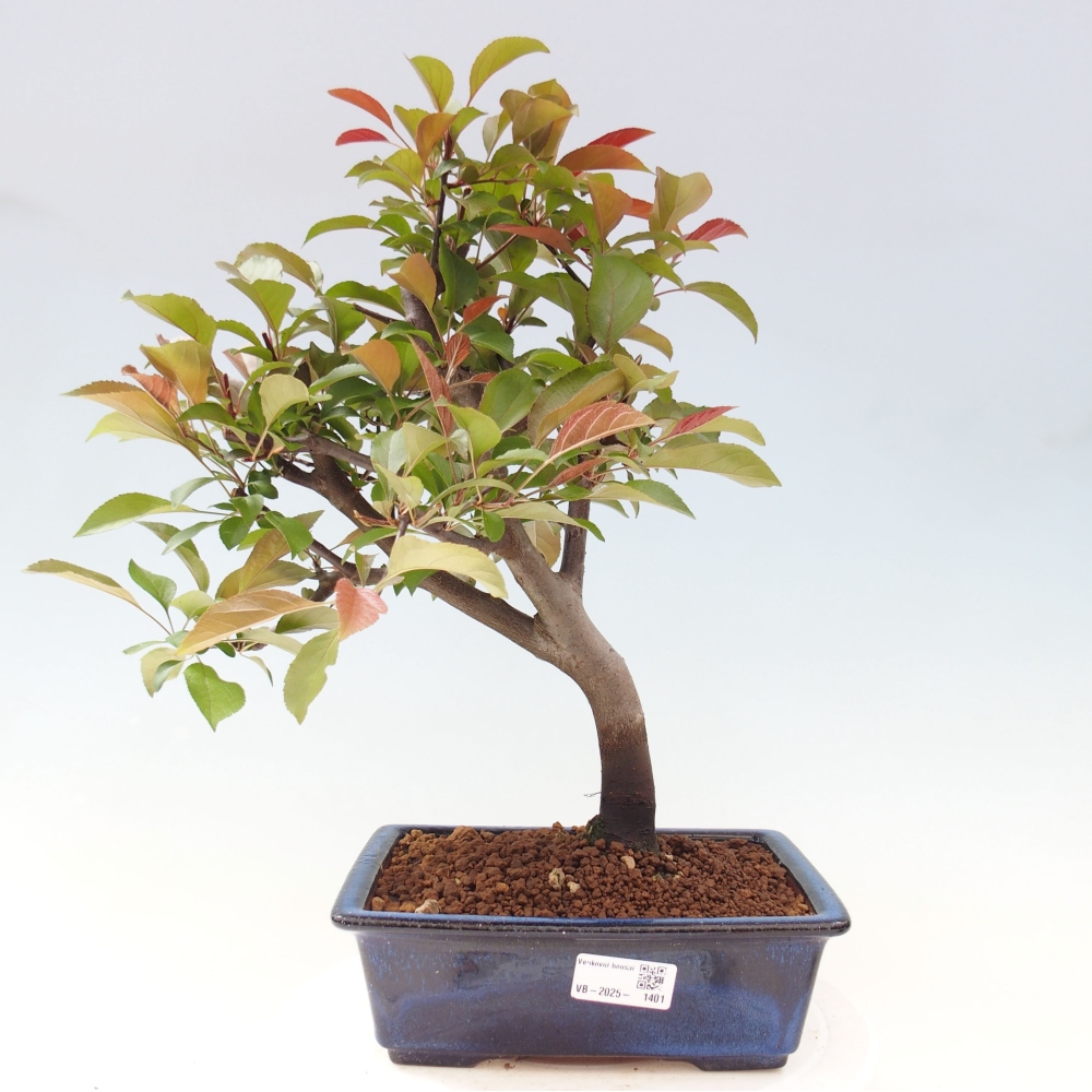 Bonsai zewnętrzne - Malus domowy - Jabłoń czerwonolistna o drobnych owocach