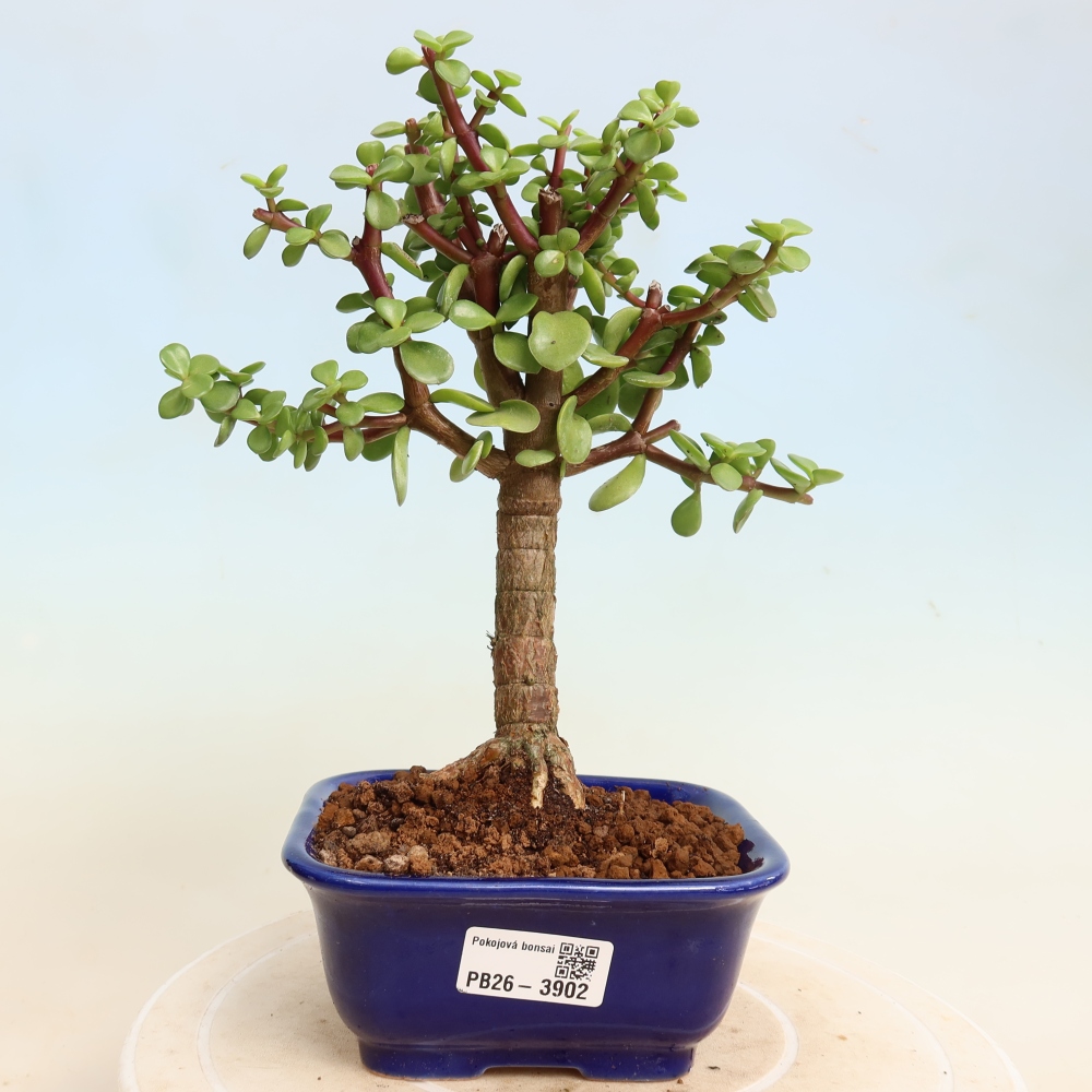 Pokój bonsai - Portulakaria Afra - Tlustice