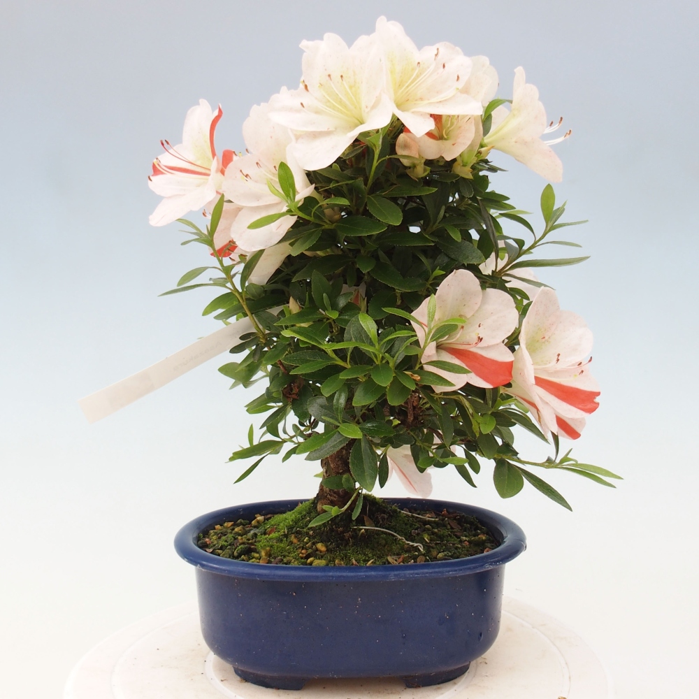Bonsai ogrodowe - azalia japońska - Azalea Asazakura