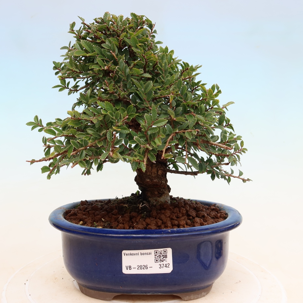Bonsai zewnętrzne - Zelkova - Zelkova NIRE
