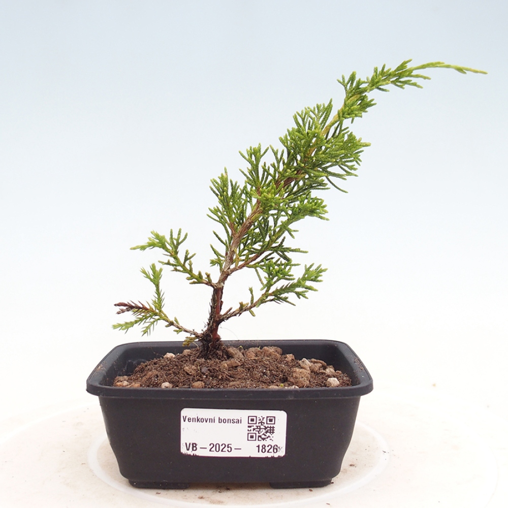 Outdoor bonsai - Juniperus chinensis Itoigawa - Jałowiec chiński