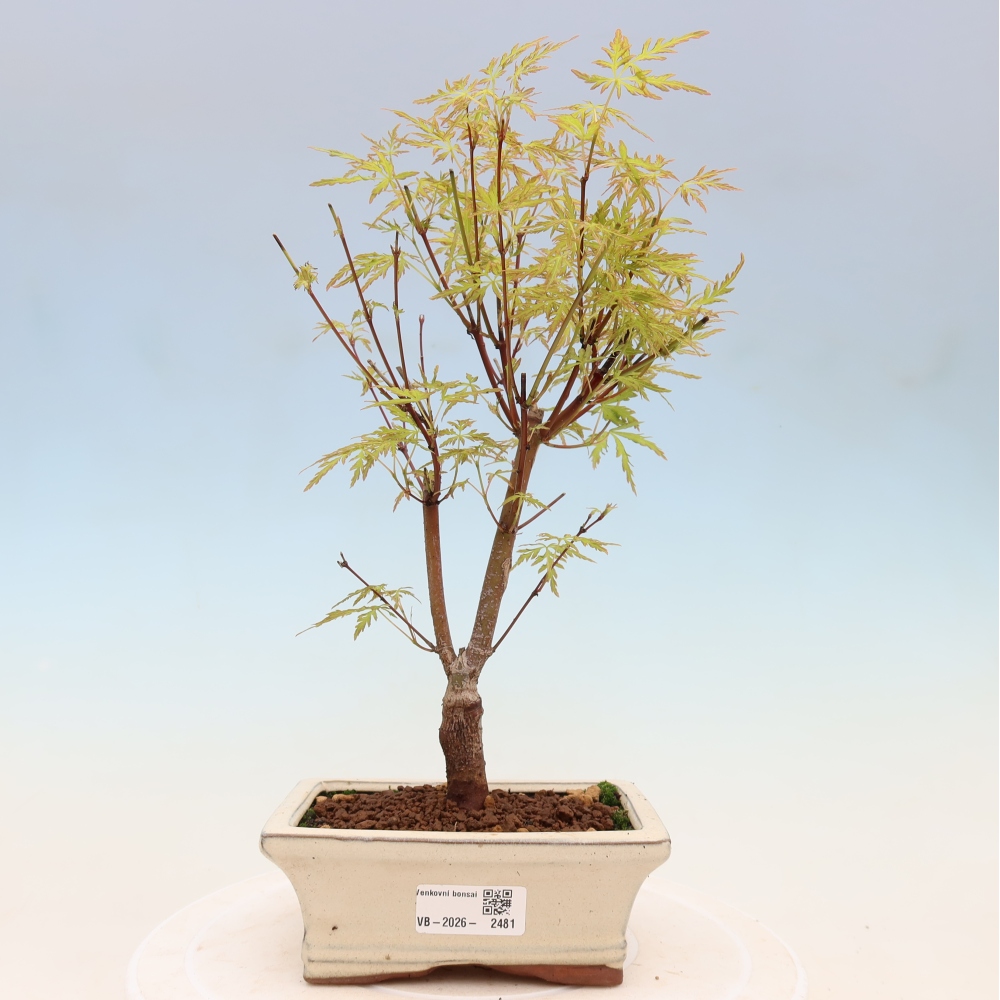 Bonsai ogrodowe – Acer palmatum Dissectum – klon palmowy 