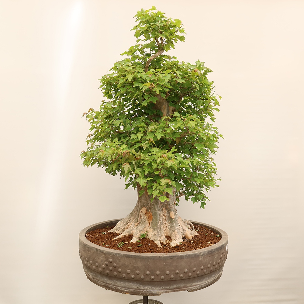 Outdoor bonsai - Klon burgeryjski - Acer burgerianum