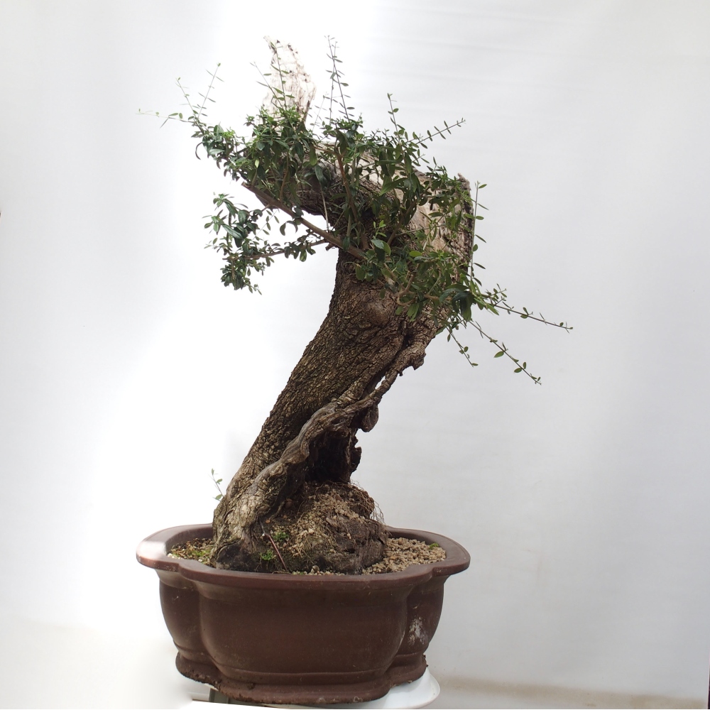 Kryte bonsai - Olea europaea sylvestris - Europejska oliwa z małych liści