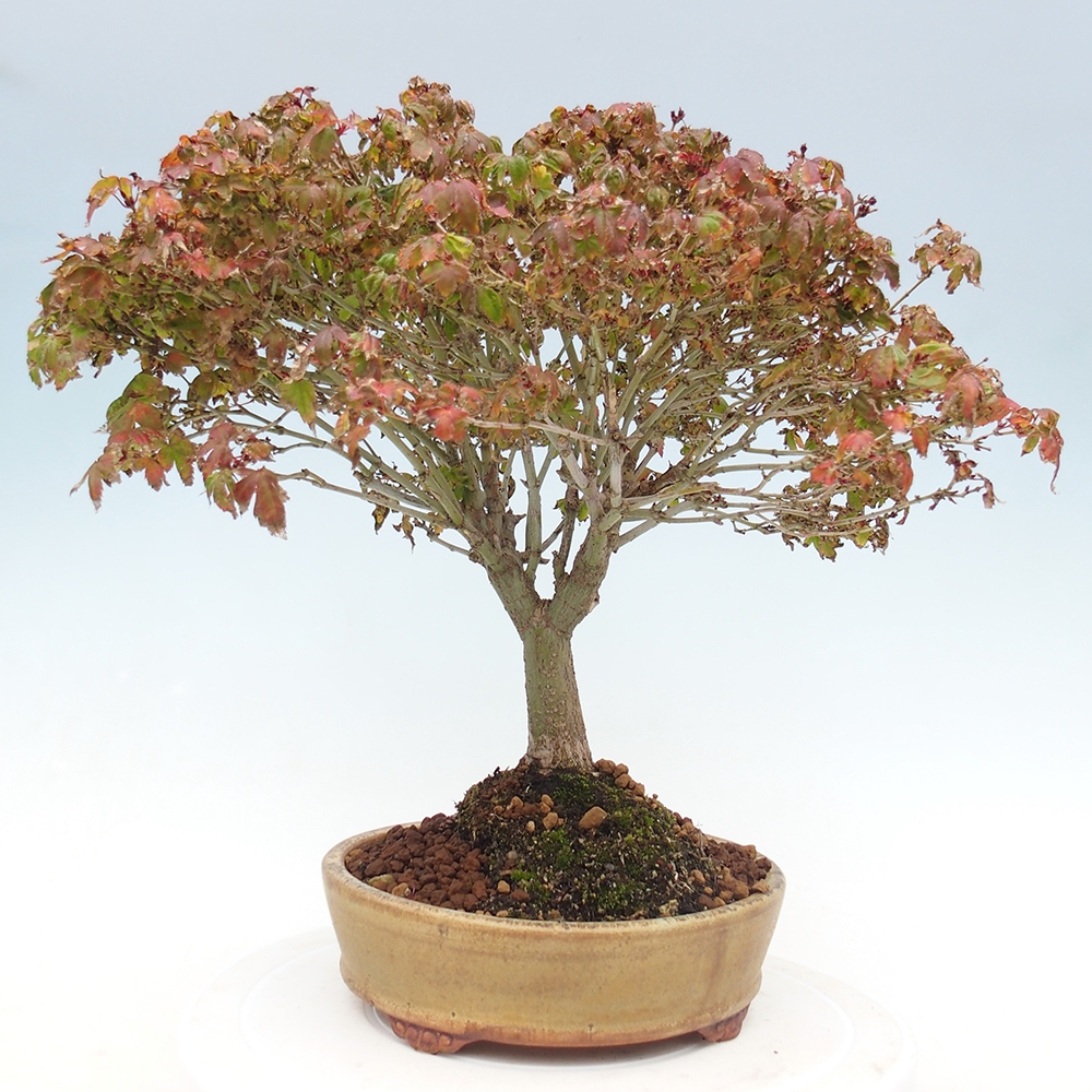 Acer palmatum KIOHIME - klon palmowy