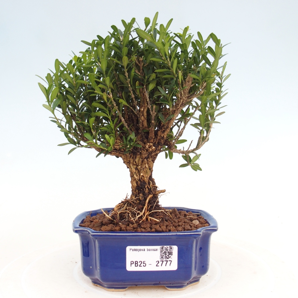 Pokój Bonsai - Buxus harlandii - Bukszpan korkowy