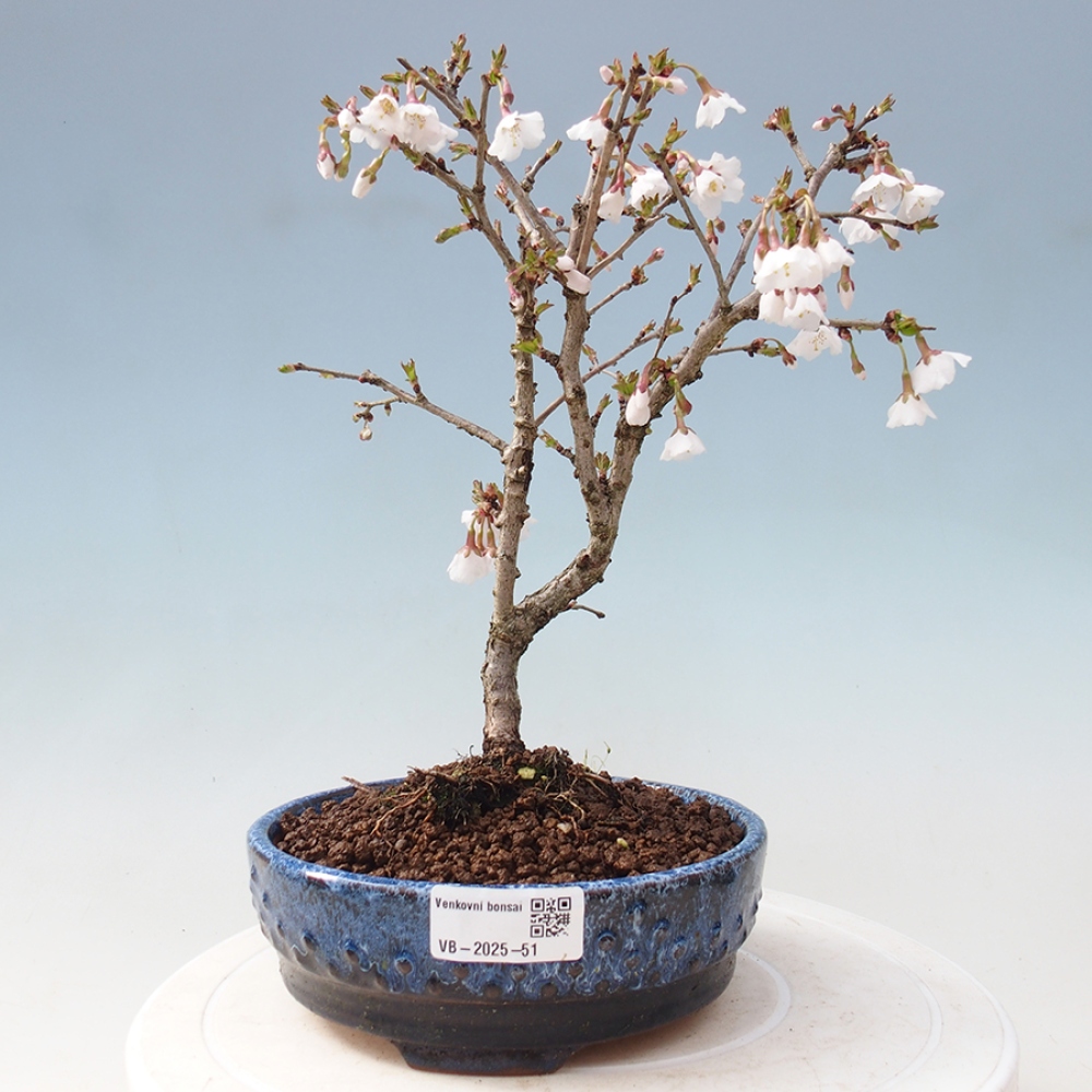 Bonsai zewnętrzne - Prunus incisa Kojou-no mai-cięcie śliwki