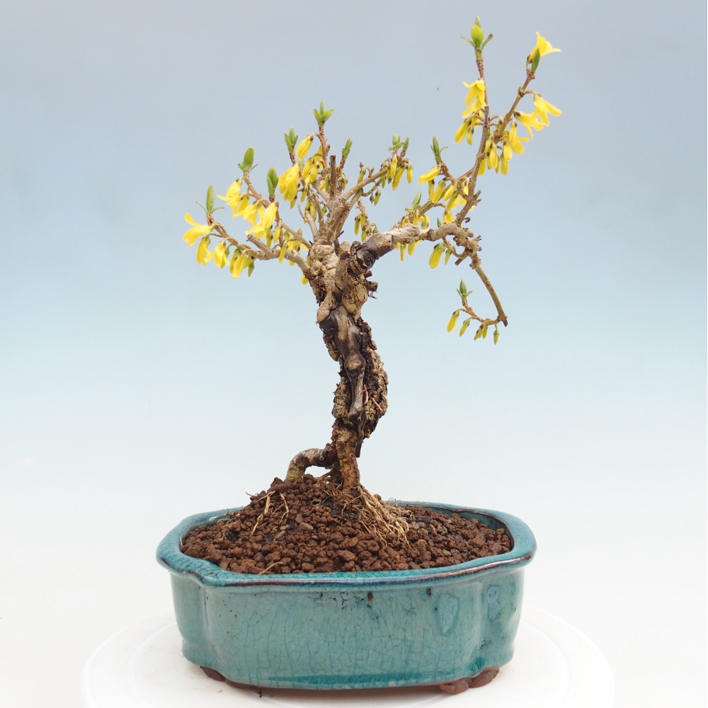 Bonsai plenerowe - Forsythia - Forsythia koreana